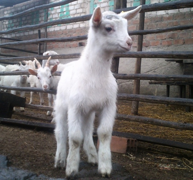 Chapter One: so Leah, why are you in Peru?