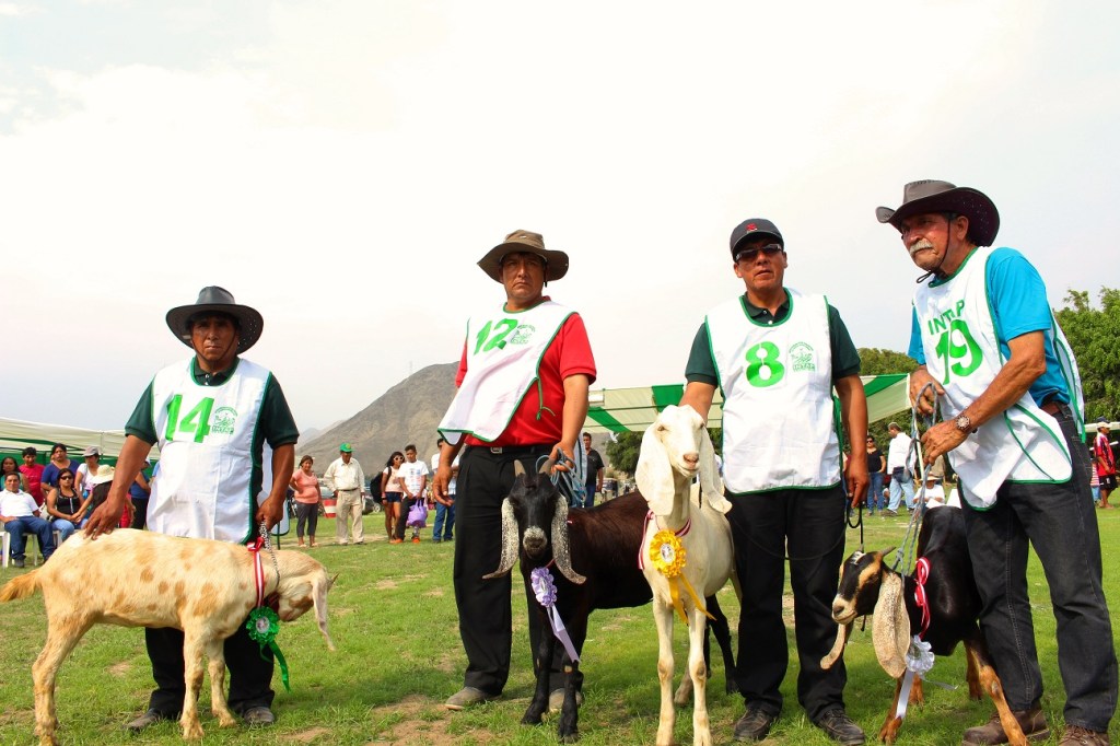 Chapter 4: so how did the goat fair go?